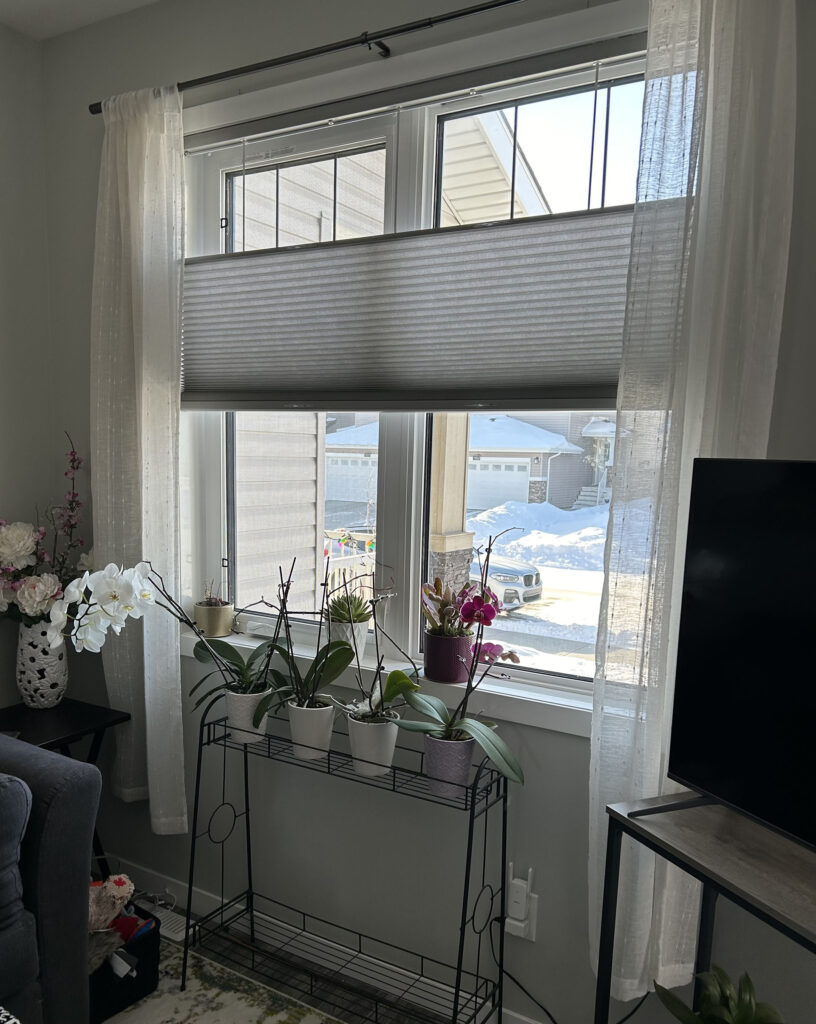 Top-Down Bottom-Up Cellular Shade with Sheer Curtains and Plant Stand